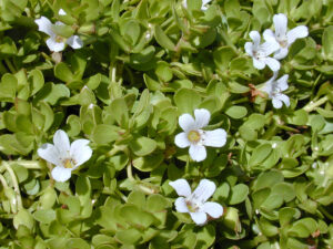 Bacopa-image