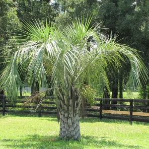 Pindo Palm-image