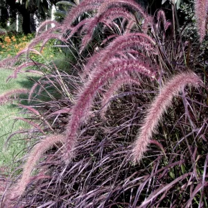 Red Fountain Grass-image