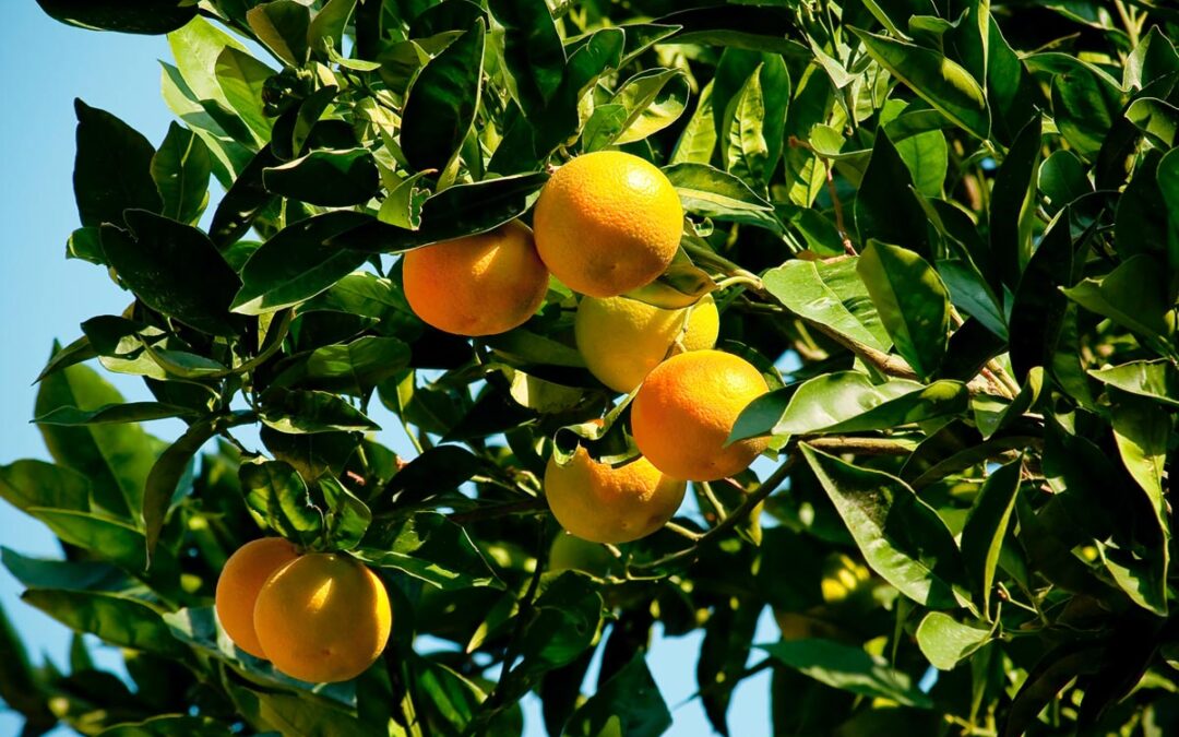 ruby red grapefruit