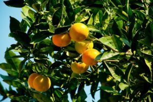 Ruby Red Grapefruit-image