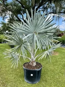 Silver Bismarck Palm-image