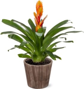 Bromeliad-image