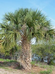 Cabbage Palm-image