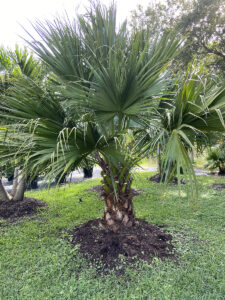 Chinese Fan Palm-image