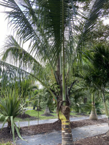 Coconut Palm-image