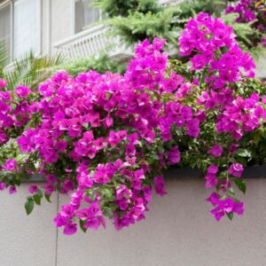 Bougainvillea - Elizabeth-image