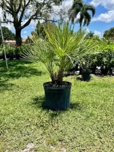 European Fan Palm-image