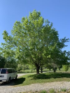 Florida Maple Tree-image