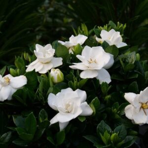 Gardenia-image