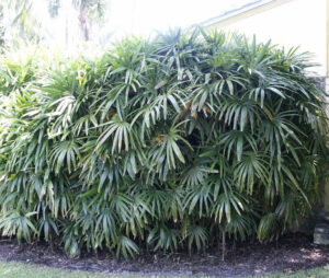 Lady Palm-image