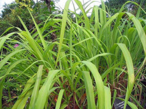 Lemon Grass-image