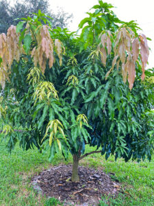 Mango Tree-image