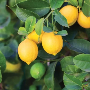 Meyer Lemon Tree-image