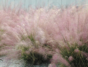 Muhly Grass-image