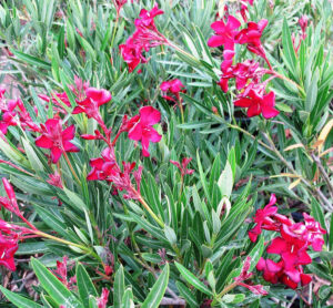 Oleander-image