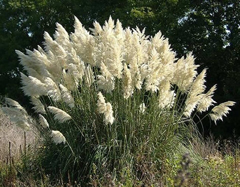 Pampas Grass-image