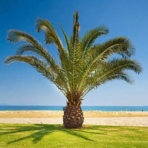 Pineapple Palm-image