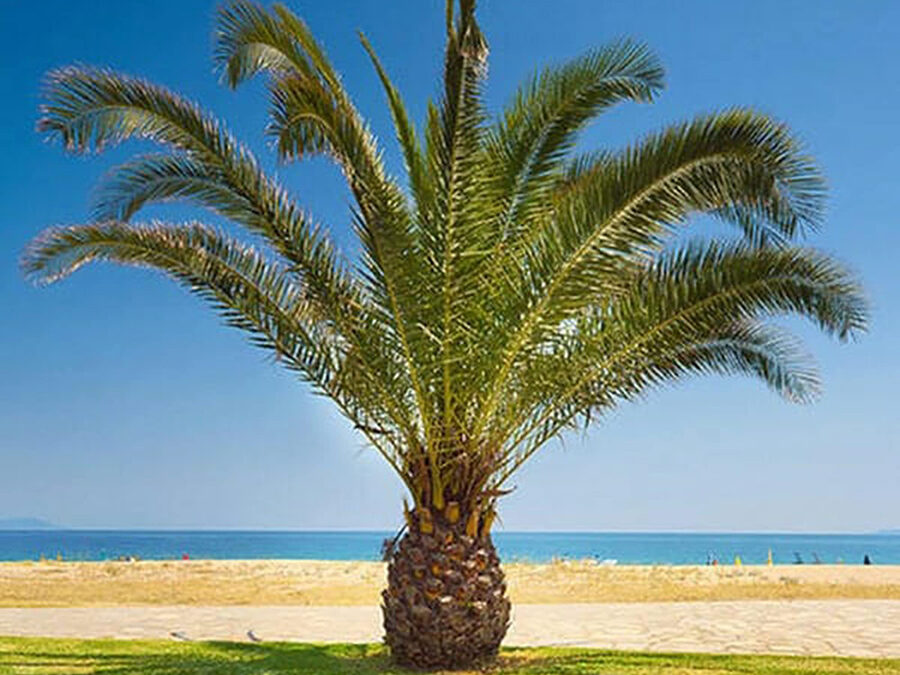 pineapple palm