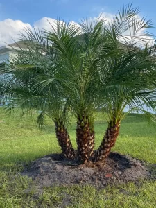 Pygmy Date Palm-image