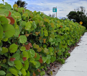 Sea Grape-image