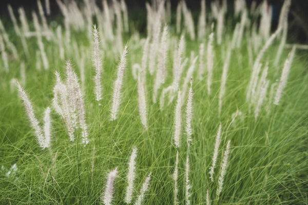 White Fountain Grass-image