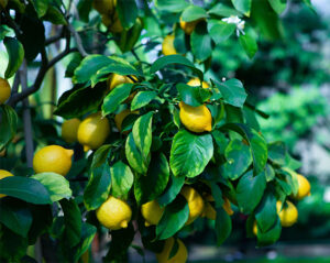 Harvey Lemon Tree-image