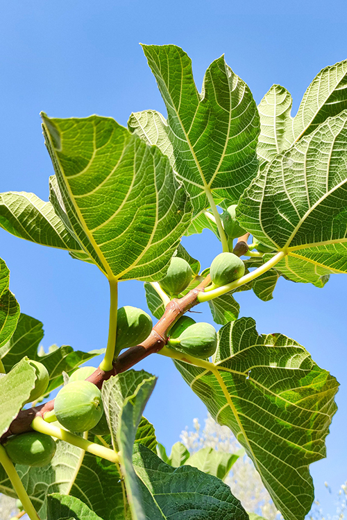 Fig Tree-image