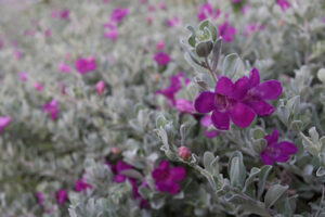 Texas Sage-image