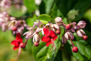 Clerodendrum-image