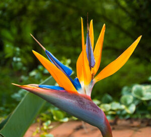 Bird of Paradise-image