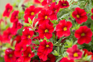 Calibrachoa-image