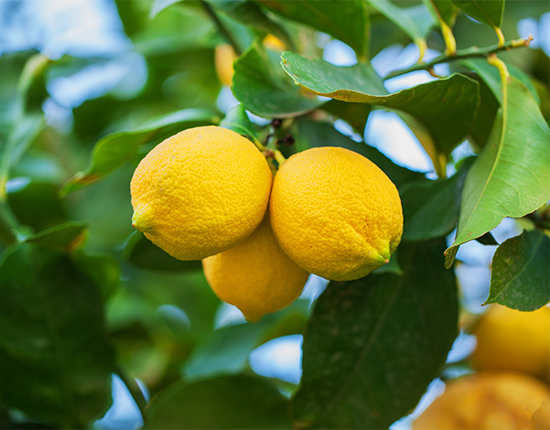 Eureka Lemon Tree-image