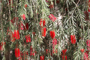 Bottlebrush-image