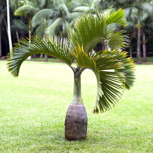 Bottle Palm-image