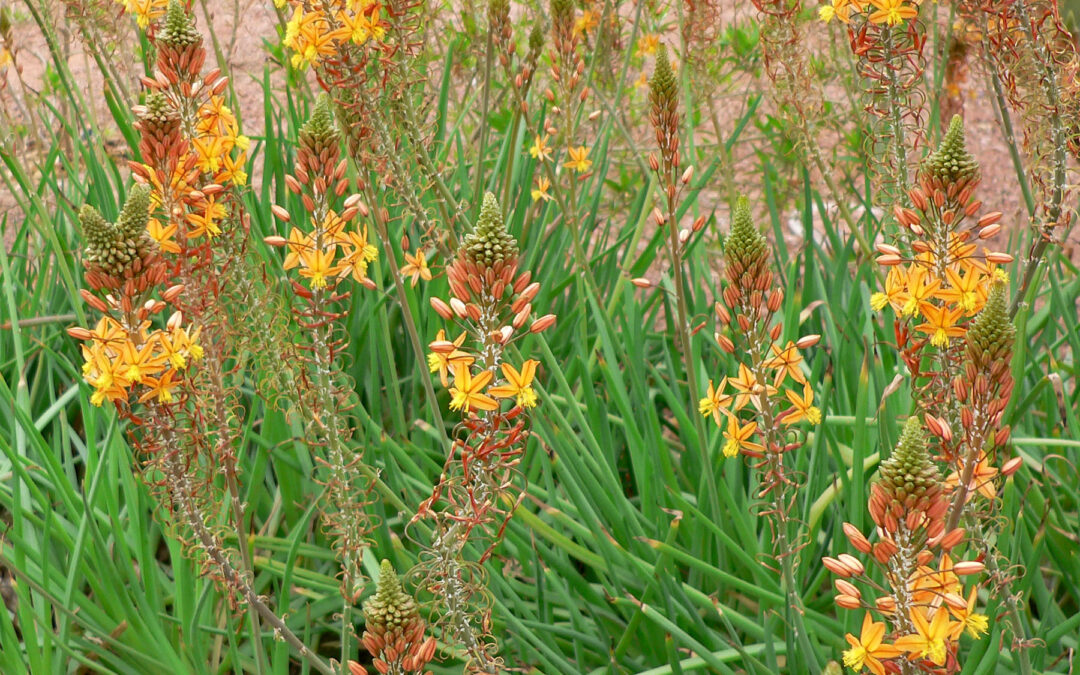 bulbine