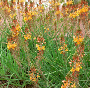 Bulbine-image