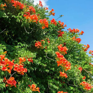 Cape Honeysuckle-image