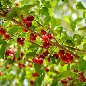 Barbados Cherry Tree-image