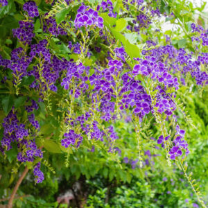 Duranta-image