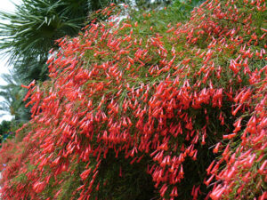 Firecracker Fern-image