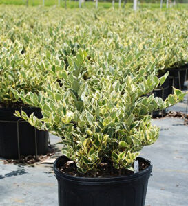 Jack Frost Ligustrum-image