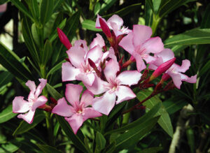 Oleanders-image