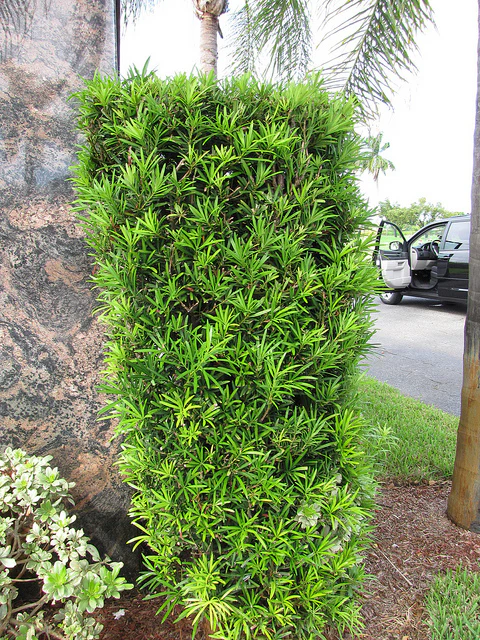 Podocarpus-image