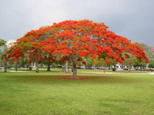 Royal Poinciana-image