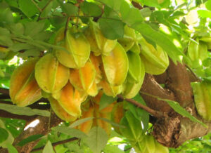 Star Fruit-image