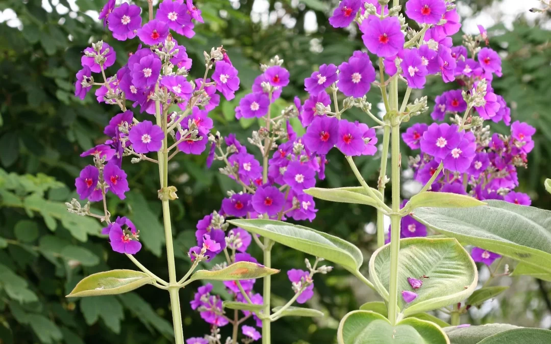 tibouchina plant