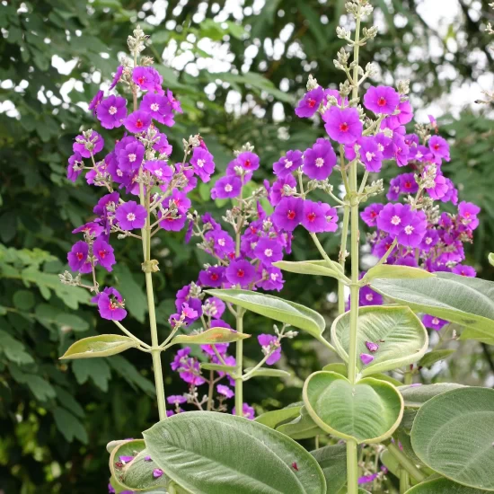 Tibouchina-image