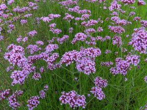 Verbena-image