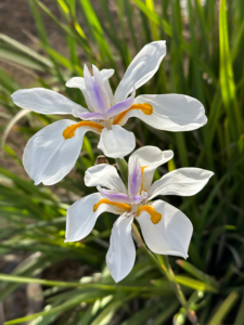 African Iris-image